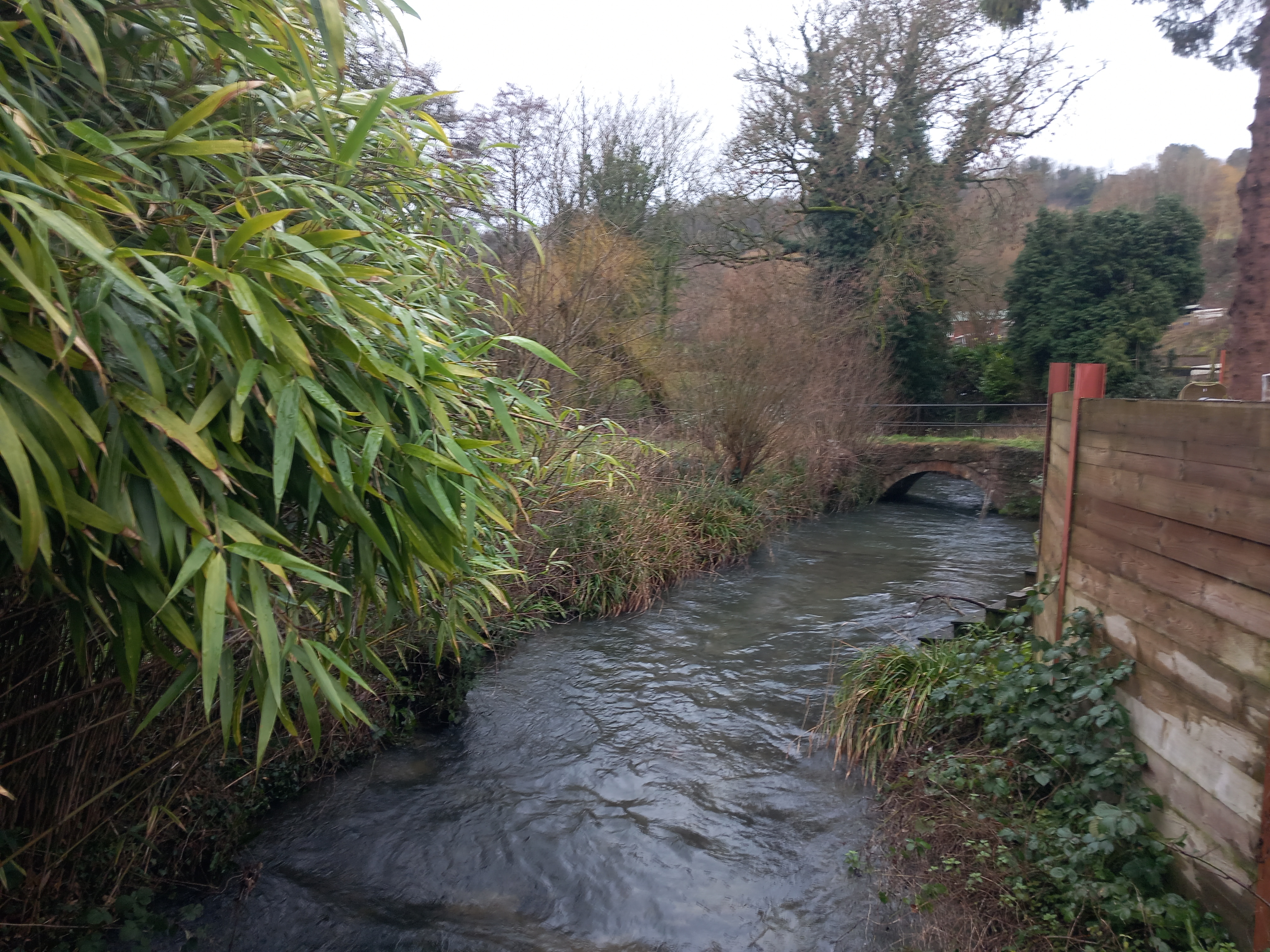 River Frome from Ham Mill Lane